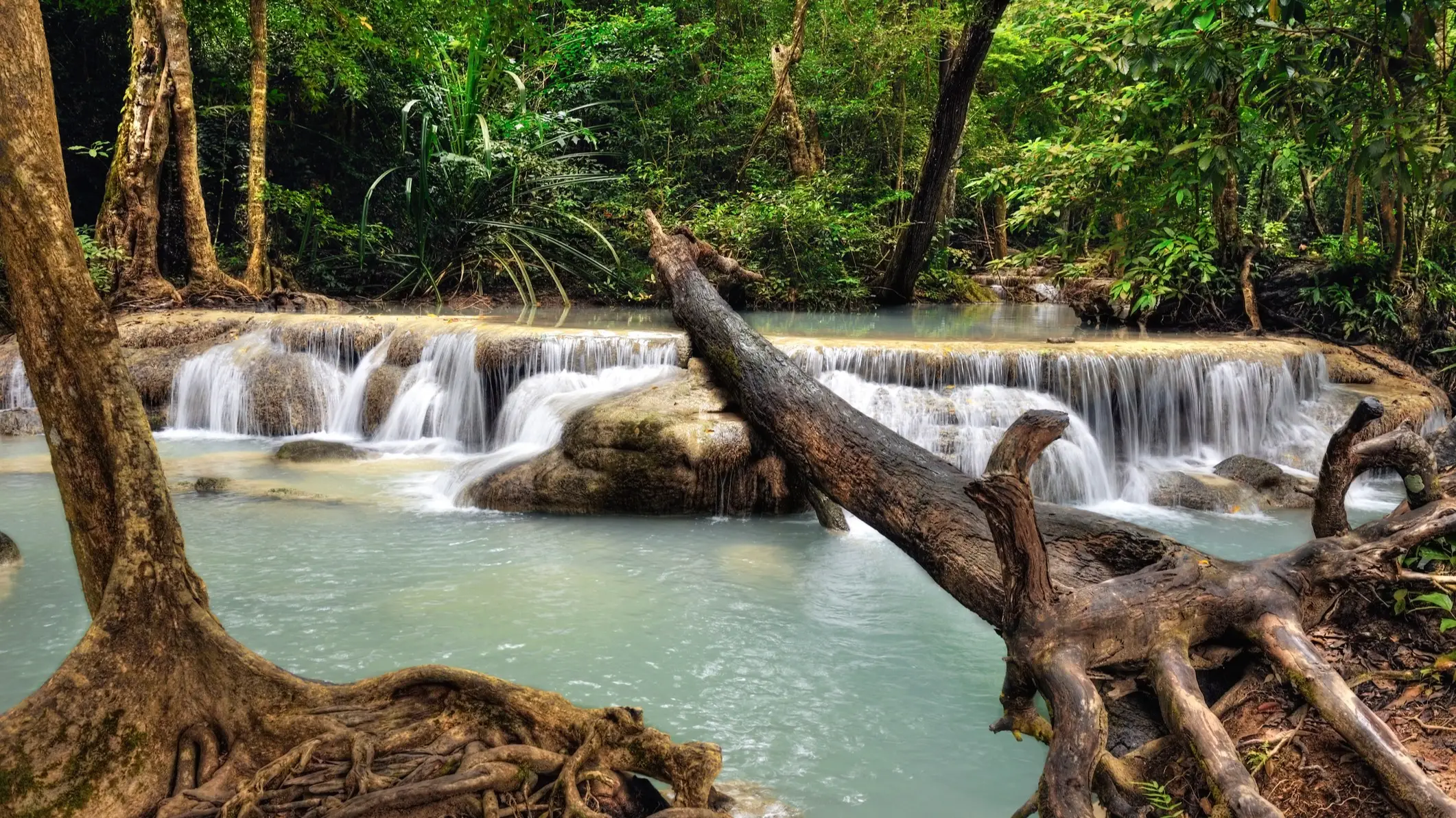 Cascade d'eau turquoise dans une forêt tropicale luxuriante avec troncs d'arbres exposés et racines au premier plan.