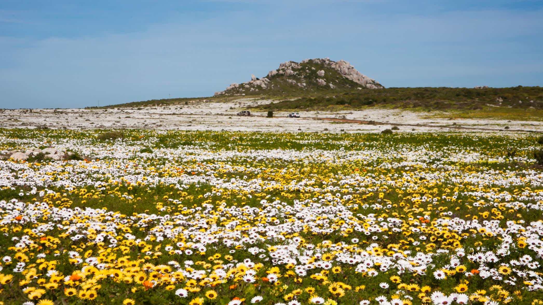 Fleurs sauvages de printemps, dans le parc national de la côte ouest en Afrique du Sud