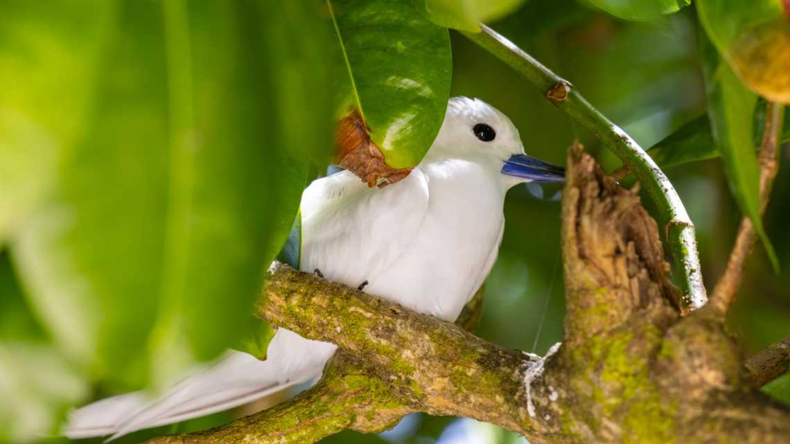 Une goélette blanche perchée dans un arbre, dans la réserve naturelle de l'île Cousin aux Seychelles