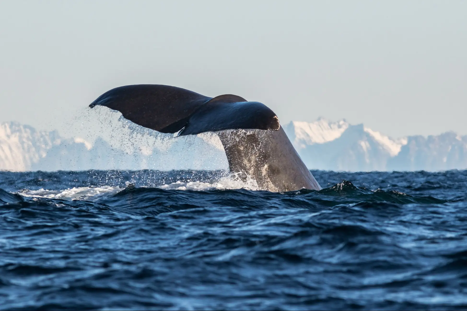 Norvège, Tromso, observation des baleines La nageoire caudale d'une baleine dans l'eau sur la côte de Tromso, Norvège.