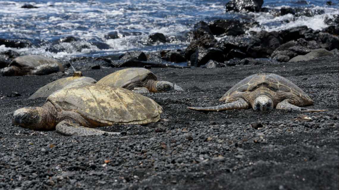 Tortues en train de sécher leur carapace à Punalu'u Black Sand Beach (Big Island of Hawaii), États-Unis