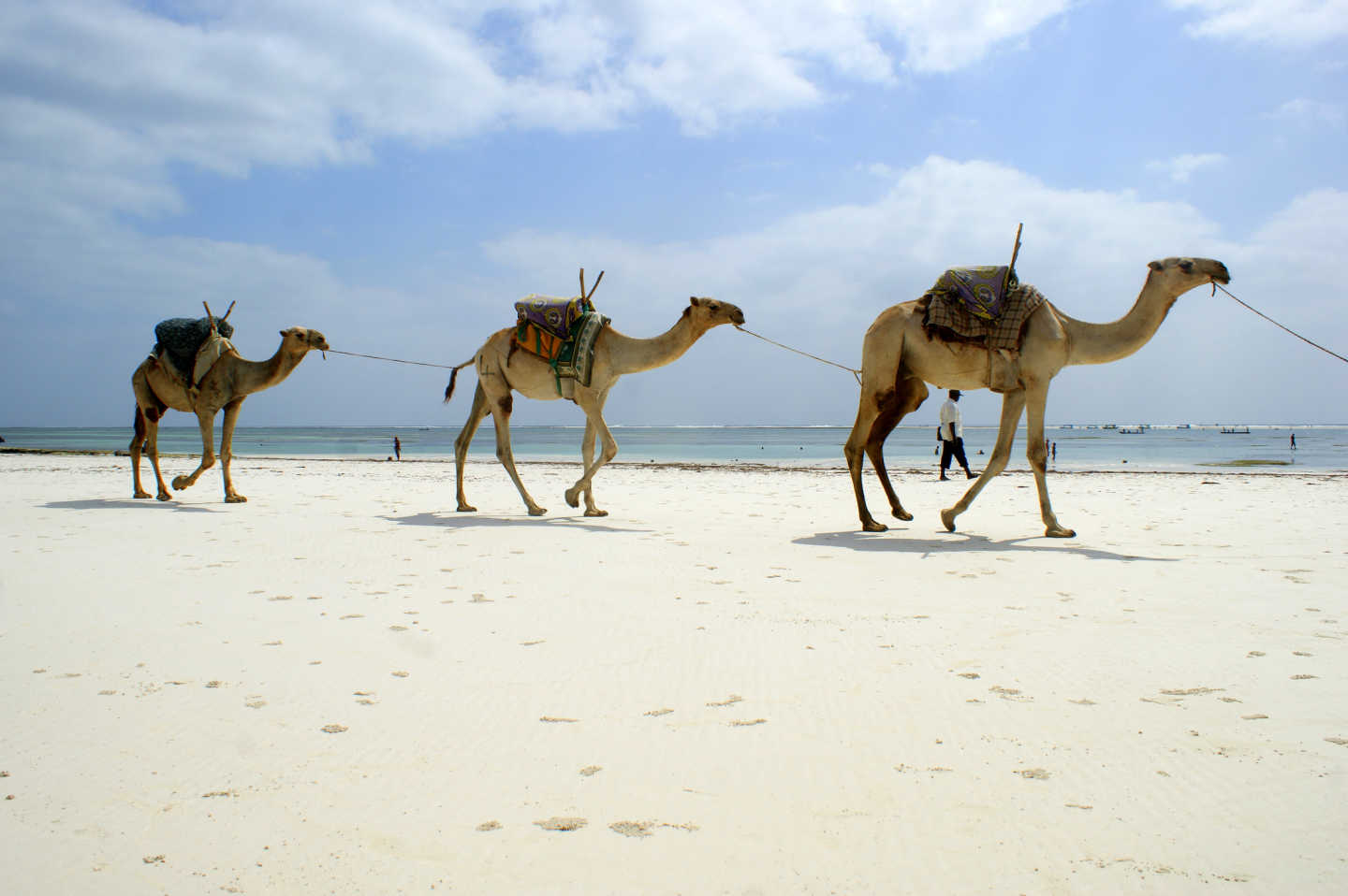 Kamele am Strand 