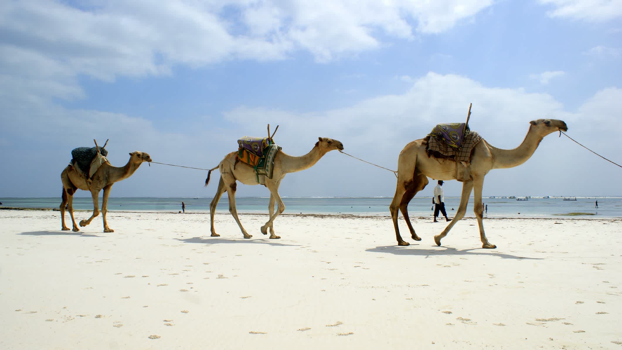 Kamele am Strand Shanzu Beach in Kenia bei Sonnenschein.