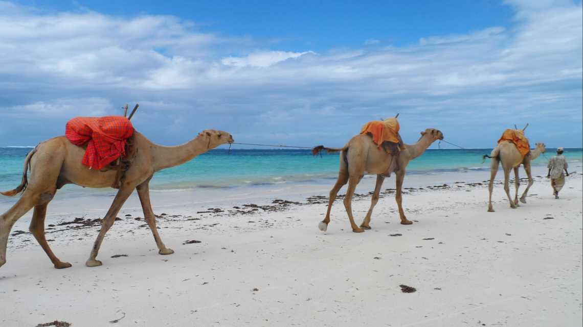 Kamele am Strand 