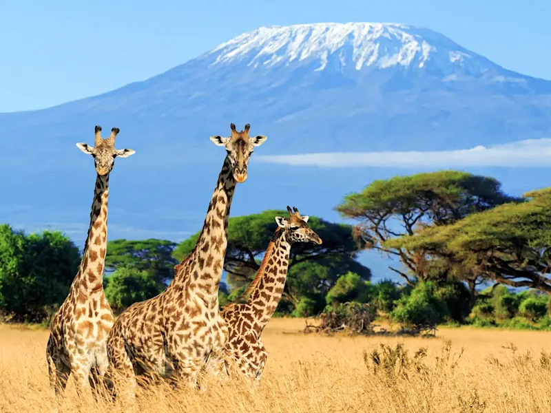 Tanzanie, parc national du Kilimandjaro Girafes dans une savane avec le Kilimandjaro enneigé en arrière-plan. Parc national du Kilimandjaro, Tanzanie.