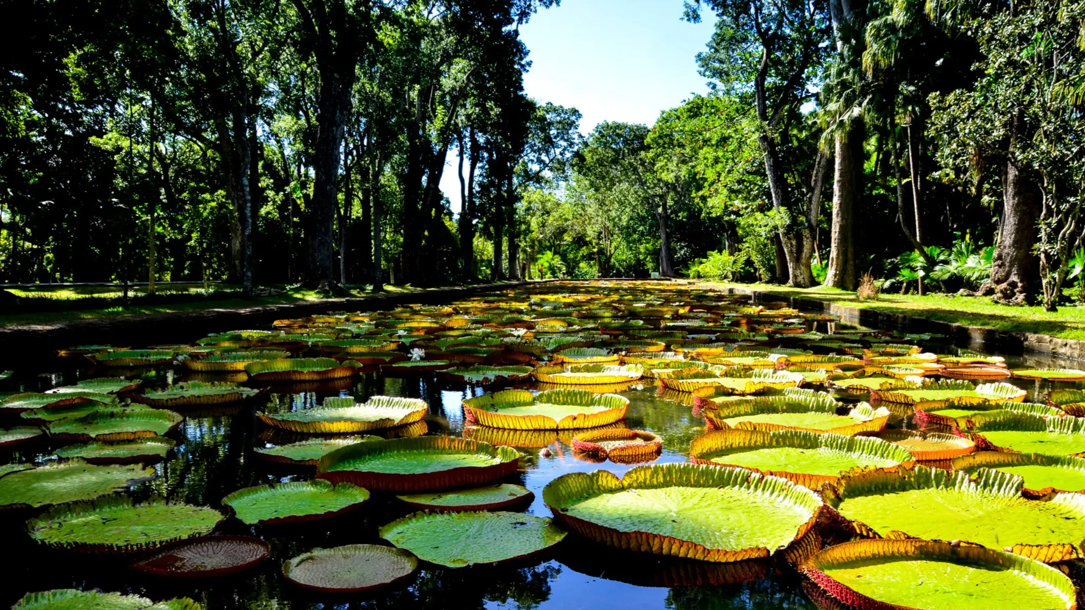 Sir Seewoosagur Ramgoolam, Port Louis, Mauritius, Afrika Seerosen im Botanischen Garten auch Pamplemousses Garten genannt