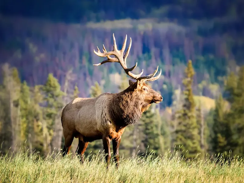 Canada, Alberta, parc national BJasper, orignal Un orignal majestueux dans la nature sauvage du parc national Jasper, Alberta, Canada.