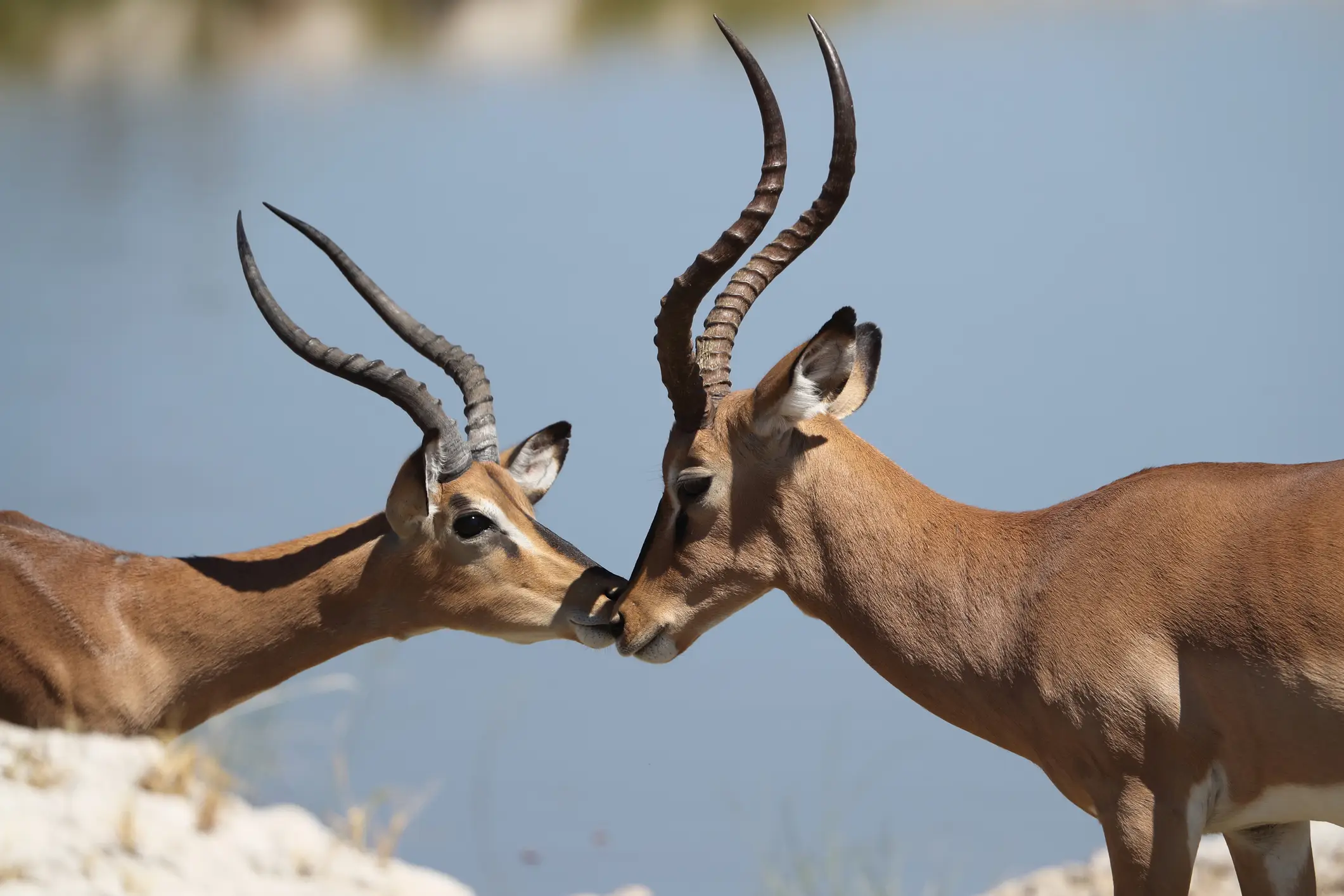 Tsvao Nationalpark, Antilope Antilope im Tsvao Nationalpark