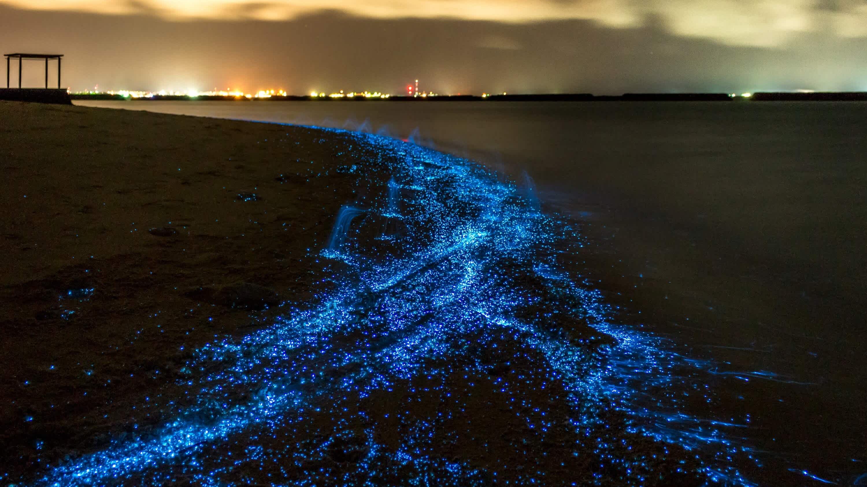 Beeindruckendes Fluoreszierendes Plankton in Thailand.