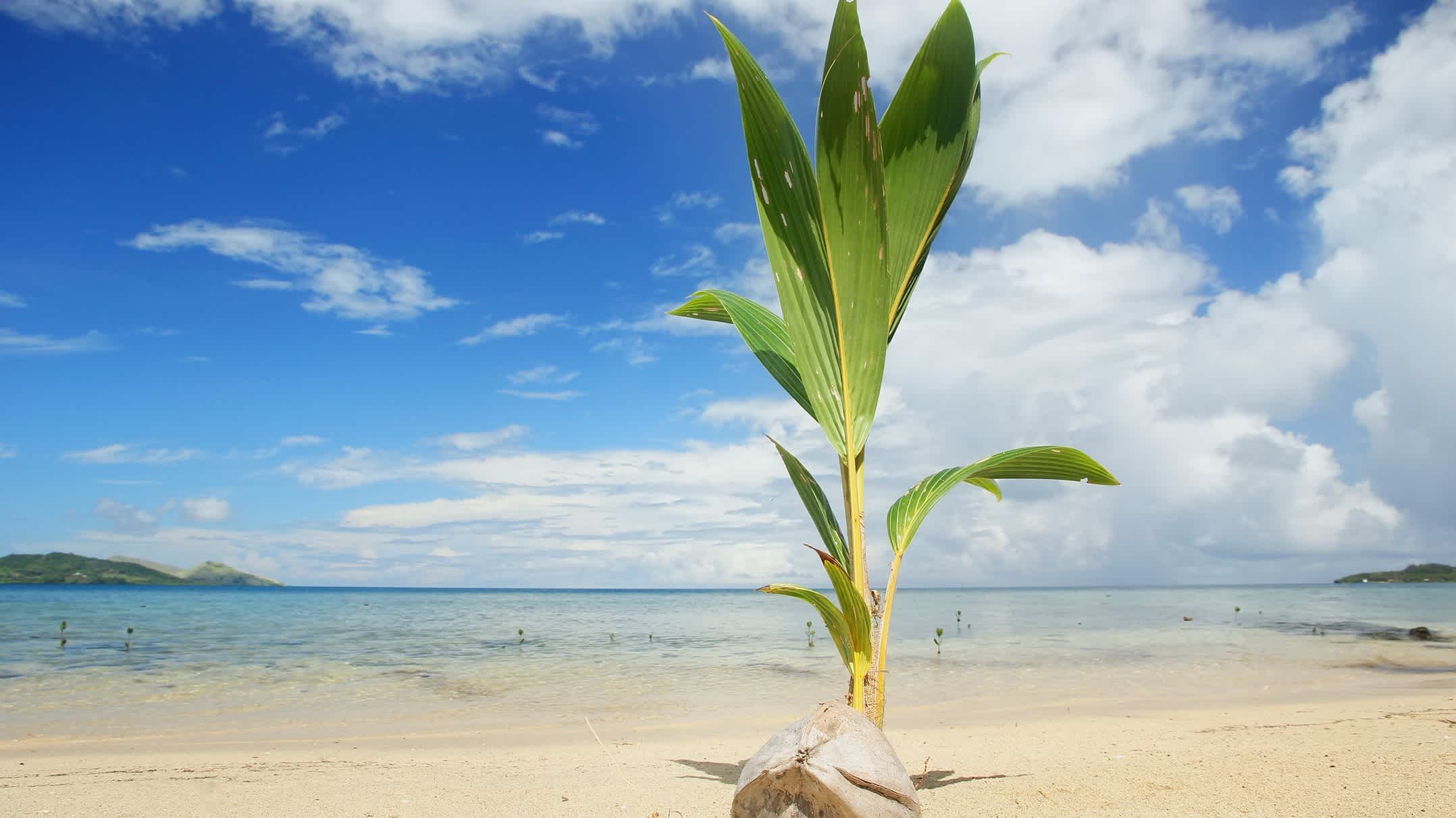 Palmenspross an einem tropischen Strand auf Fidschi.


