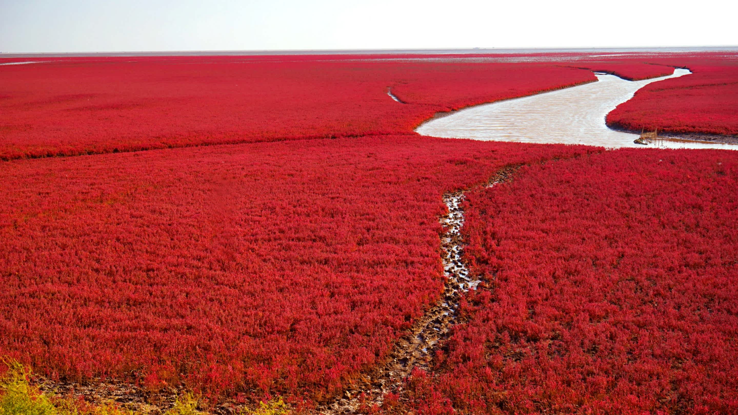Red Beach in Panjin City, Liaoning, China