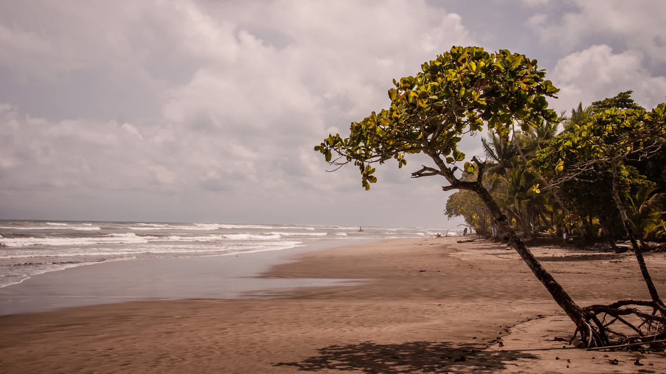 Bewölkter Tag am Strand von Esterillos in Costa Rica mit dem typisch hellbraunen Sand und einigen Mangroven-Bäumen. 