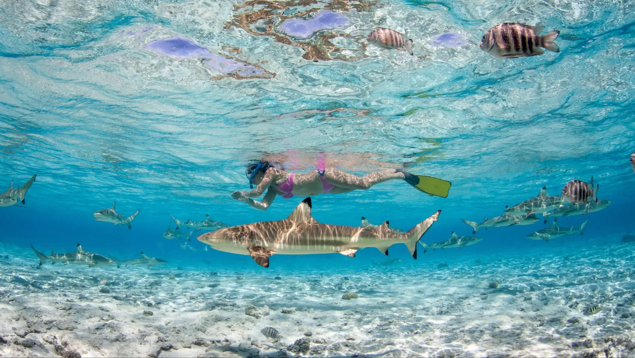 Rencontre sous l'eau avec des requins à pointe noire à Bora Bora
