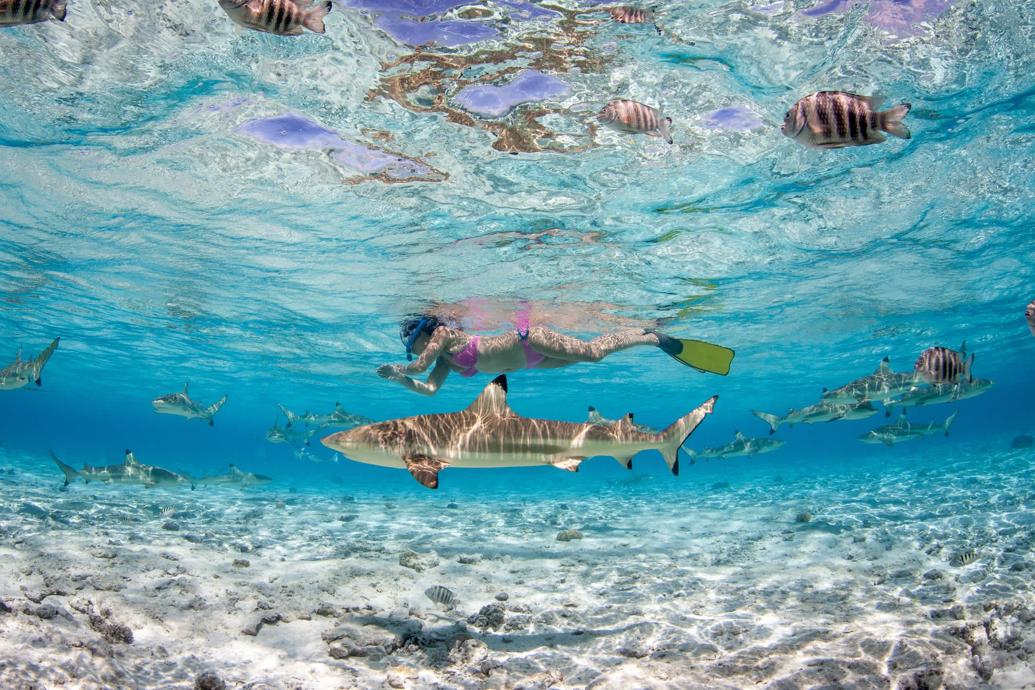 Begegnung mit Schwarzspitzenhaien in Bora Bora
