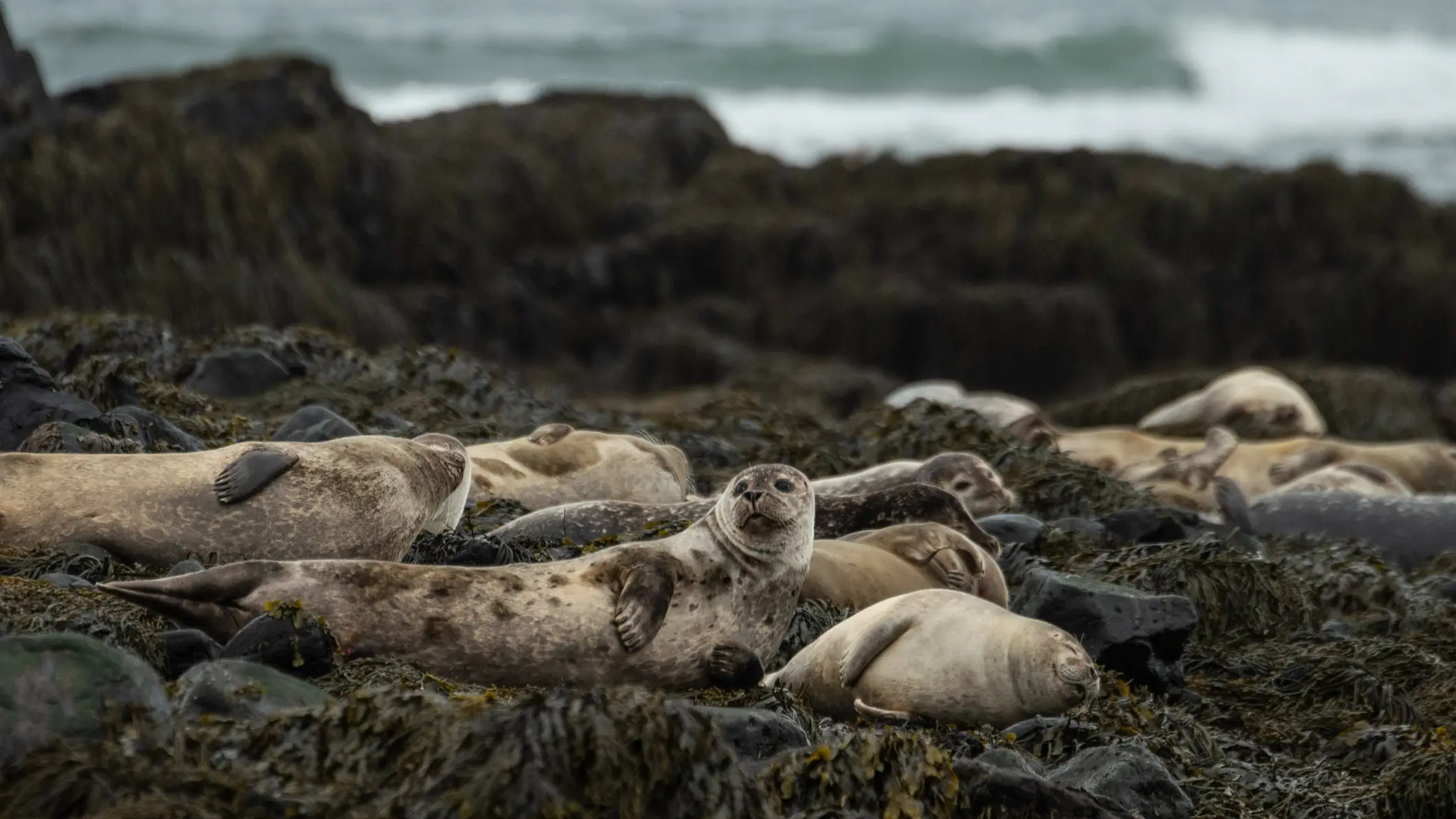 Islande, Snaefellsness, plage d'Ytri Tunga Des phoques sur la plage d'Ytri Tunga à Snaefellsness, Islande.