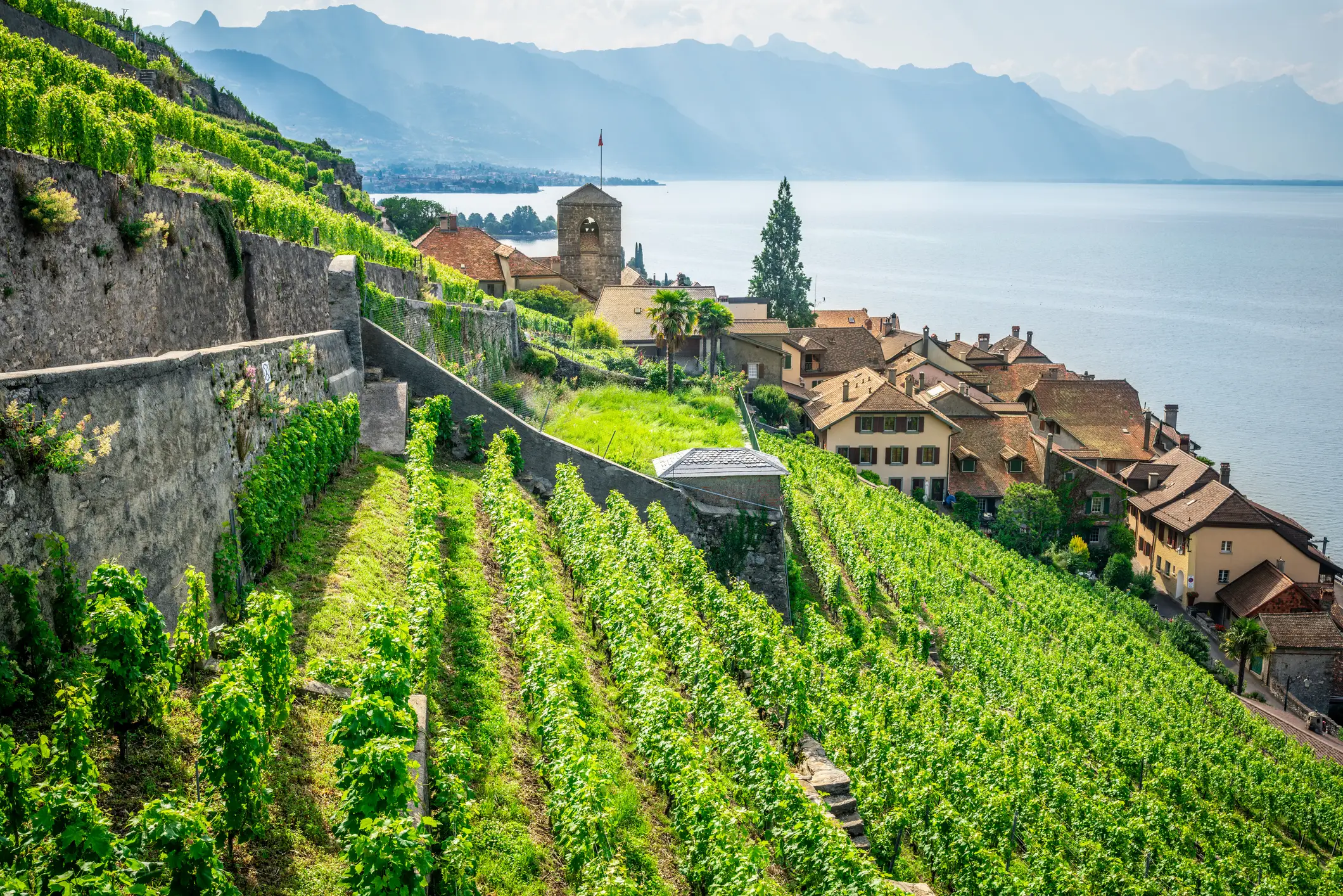 The Lavaux Wine Terraces