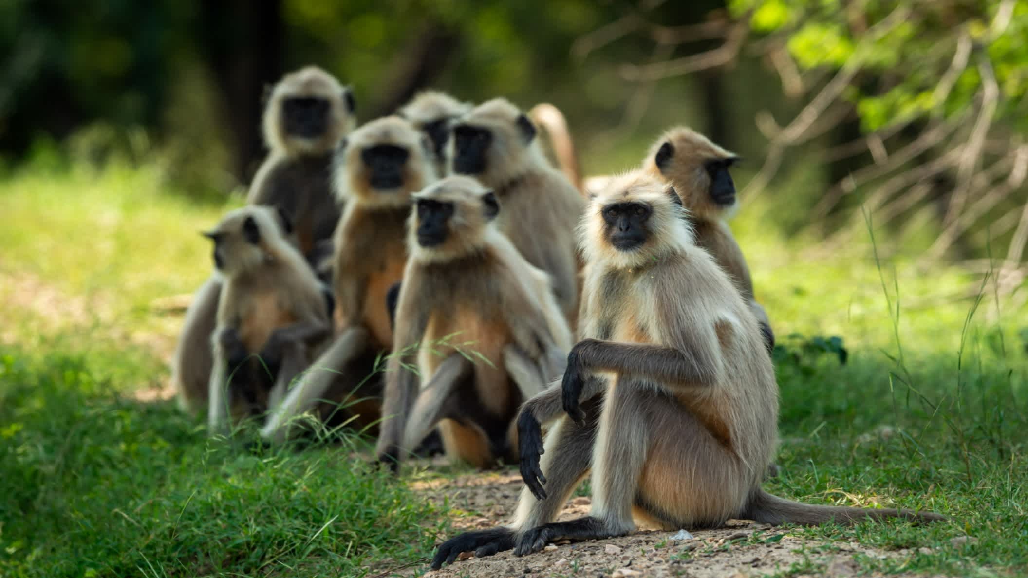 Famille de singes en plein air dans le parc national de Ranthambore, Rajasthan, Inde