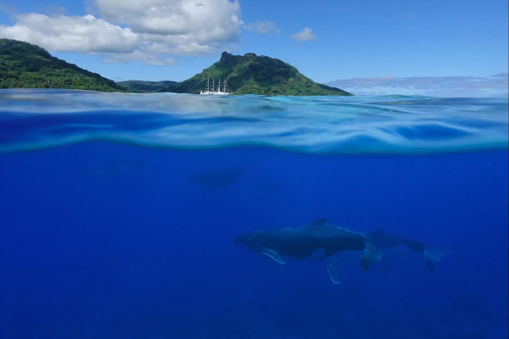 Baleines à bosse sous l'eau