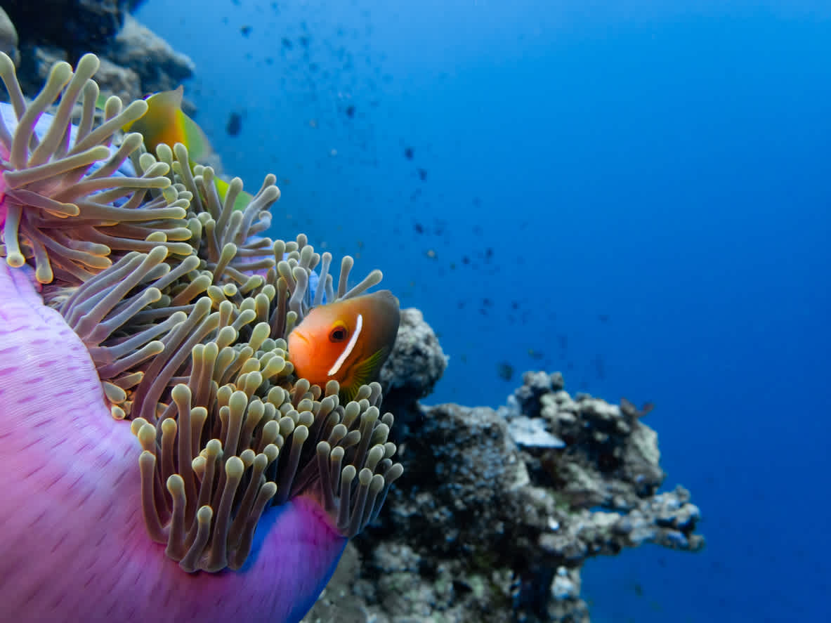 Clownfish in einer bunten Anemone