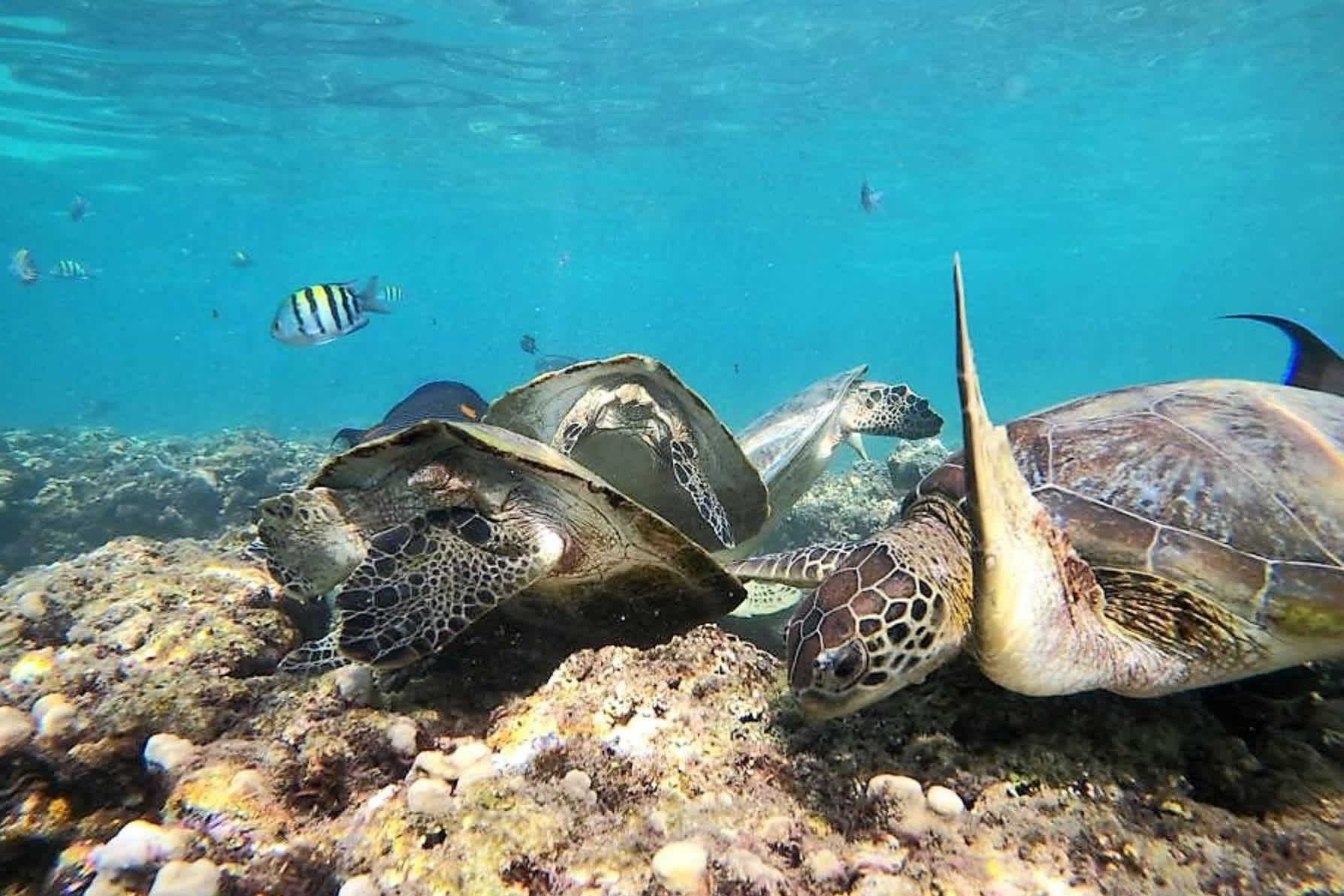 2 Meeresschildkröten im Wasser