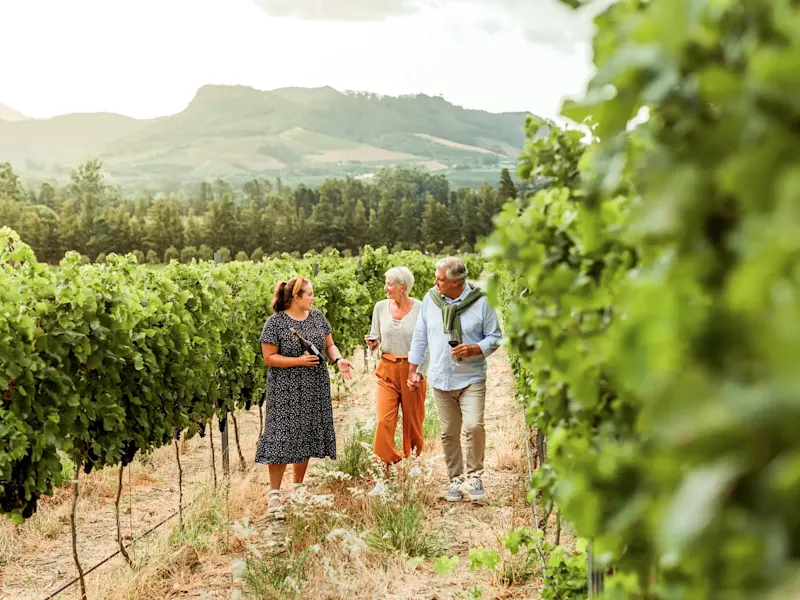 Südafrika, Westkap, Weinprobe Weinbergführung mit Verkostung in einem malerischen Weingut in Stellenbosch, Westkap, Südafrika.