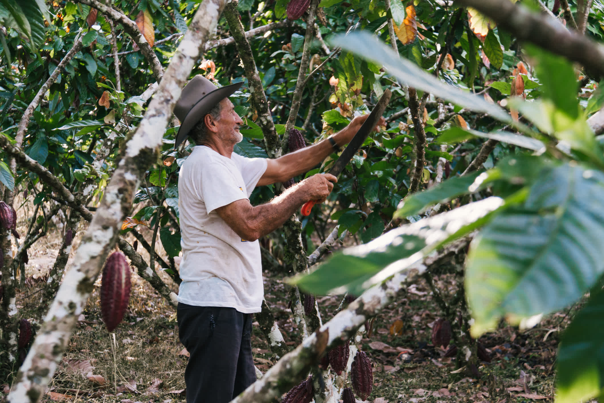 Landwirt alter Mann in Kakaoplantage, Pflege und Ernte, ecuadorianischer Kakao