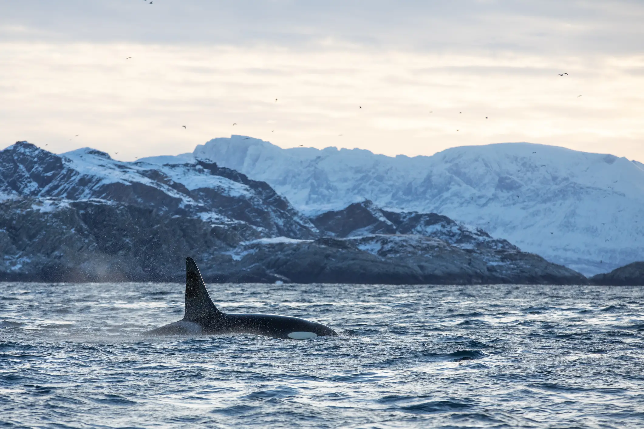 Norwegen, Tromsø Orca (Schwertwal) schwimmt im kalten Wasser von Tromsø, Norwegen.
