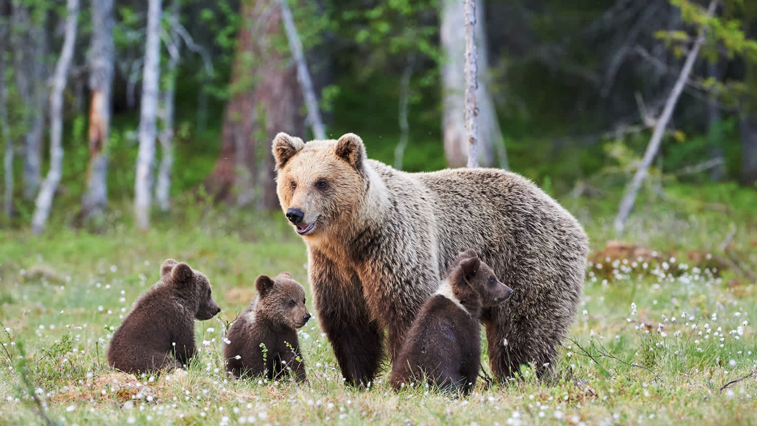 Grizzly Bären in freier Natur in Kanada - zu erleben bei einer Reise mit Tourlane