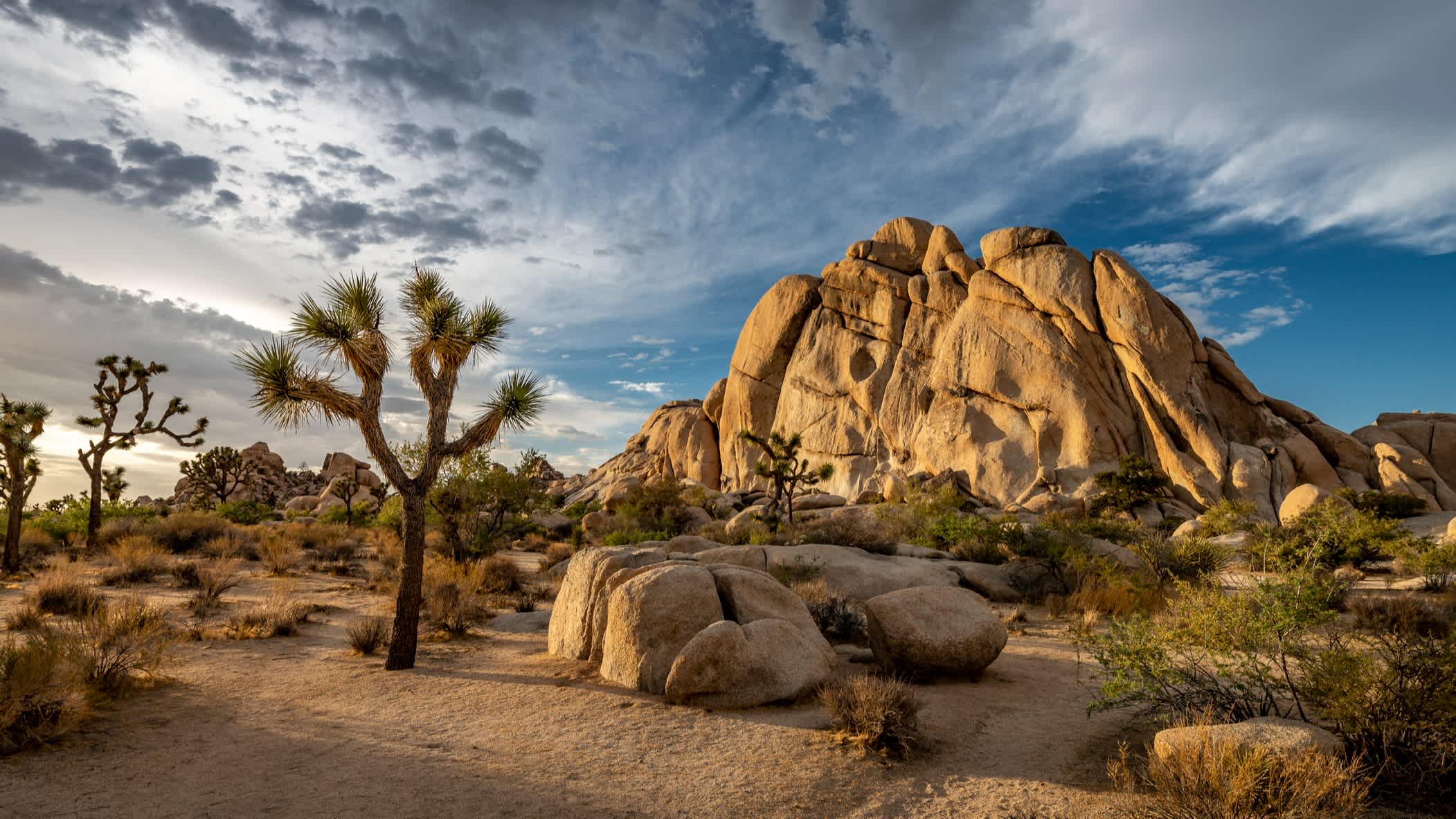 Paysage sec avec arbres et rochers au parc national de Joshua Tree en Californie, États-Unis