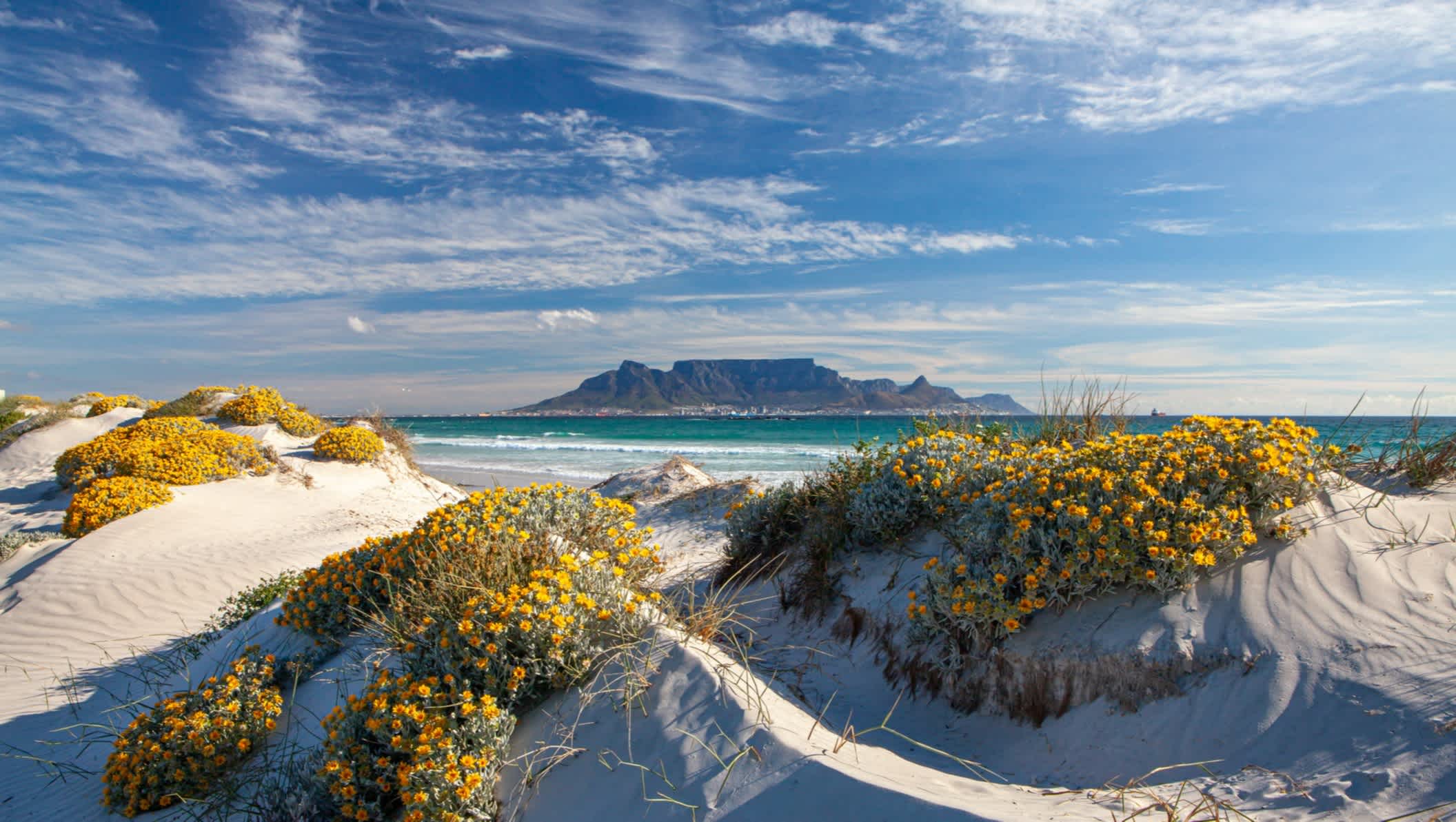 Die herrliche Aussicht vom Bloubergstrand in Südafrika auf den Tafelberg mit gelben Dünenblumen und türkisem Wasser.