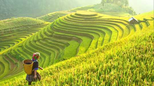 Reisfelder bereiten die Ernte im Nordwesten Vietnams.