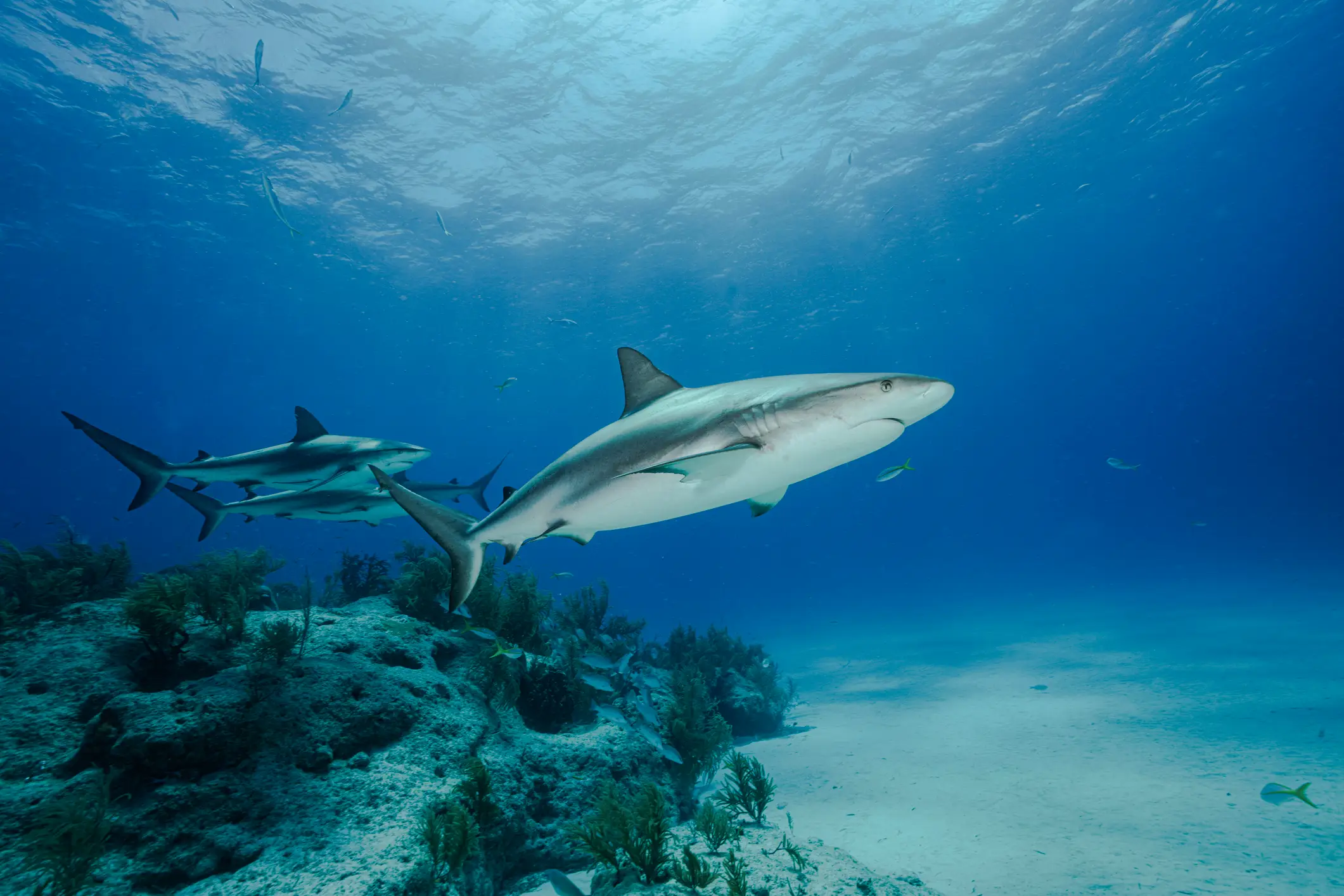 Bahamas, Haie Haie bei Grand Bahama.