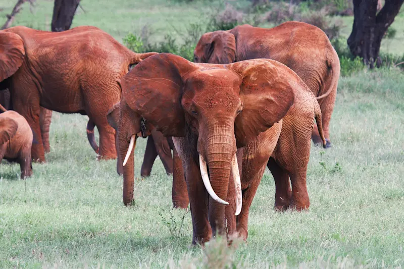 Eléphant rouge, parc national de Tsavo Groupe d'éléphants d'Afrique rouge-brun broutant ensemble dans la savane.