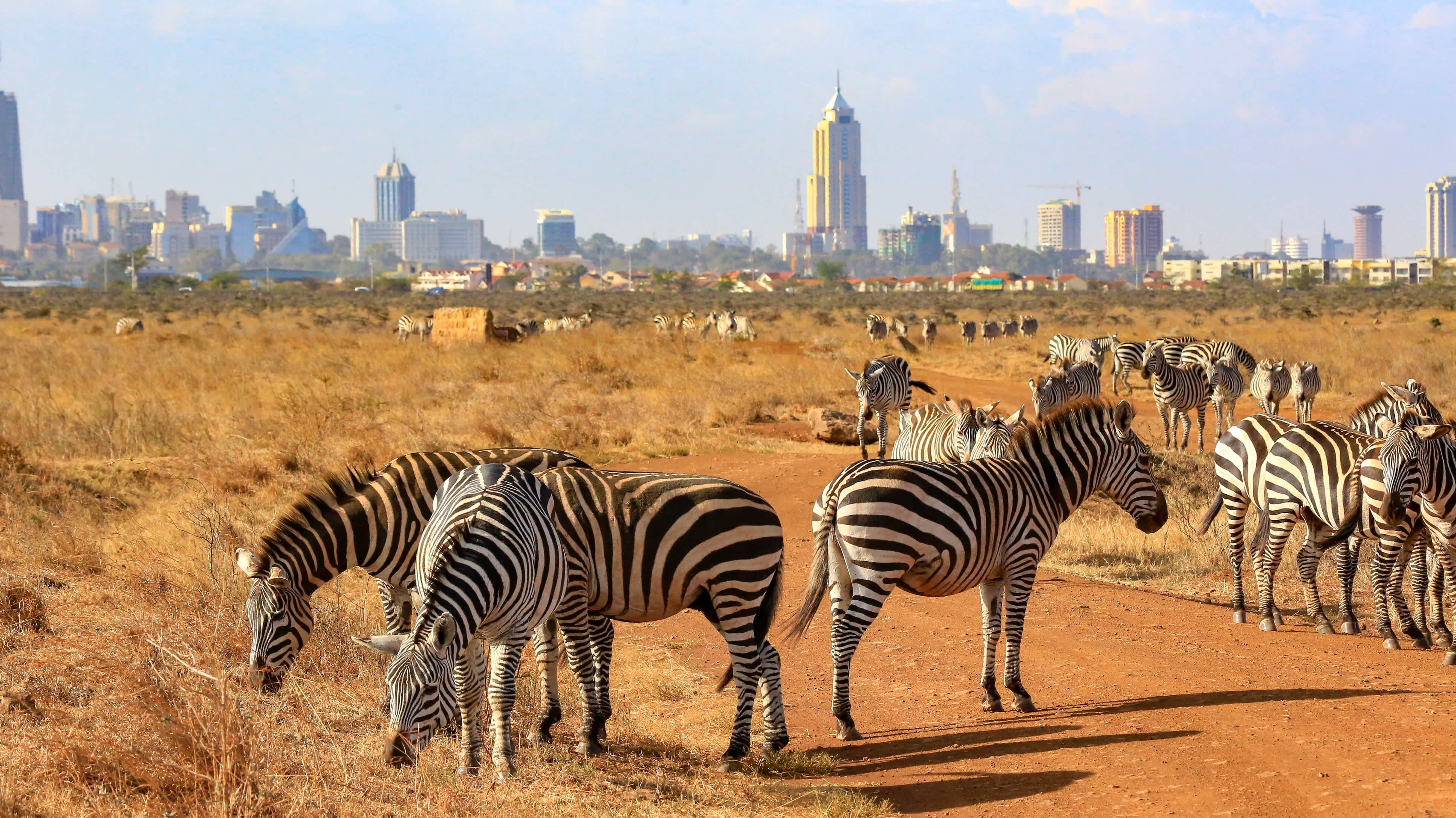Skyline de Nairobi avec des zèbres au premier plan