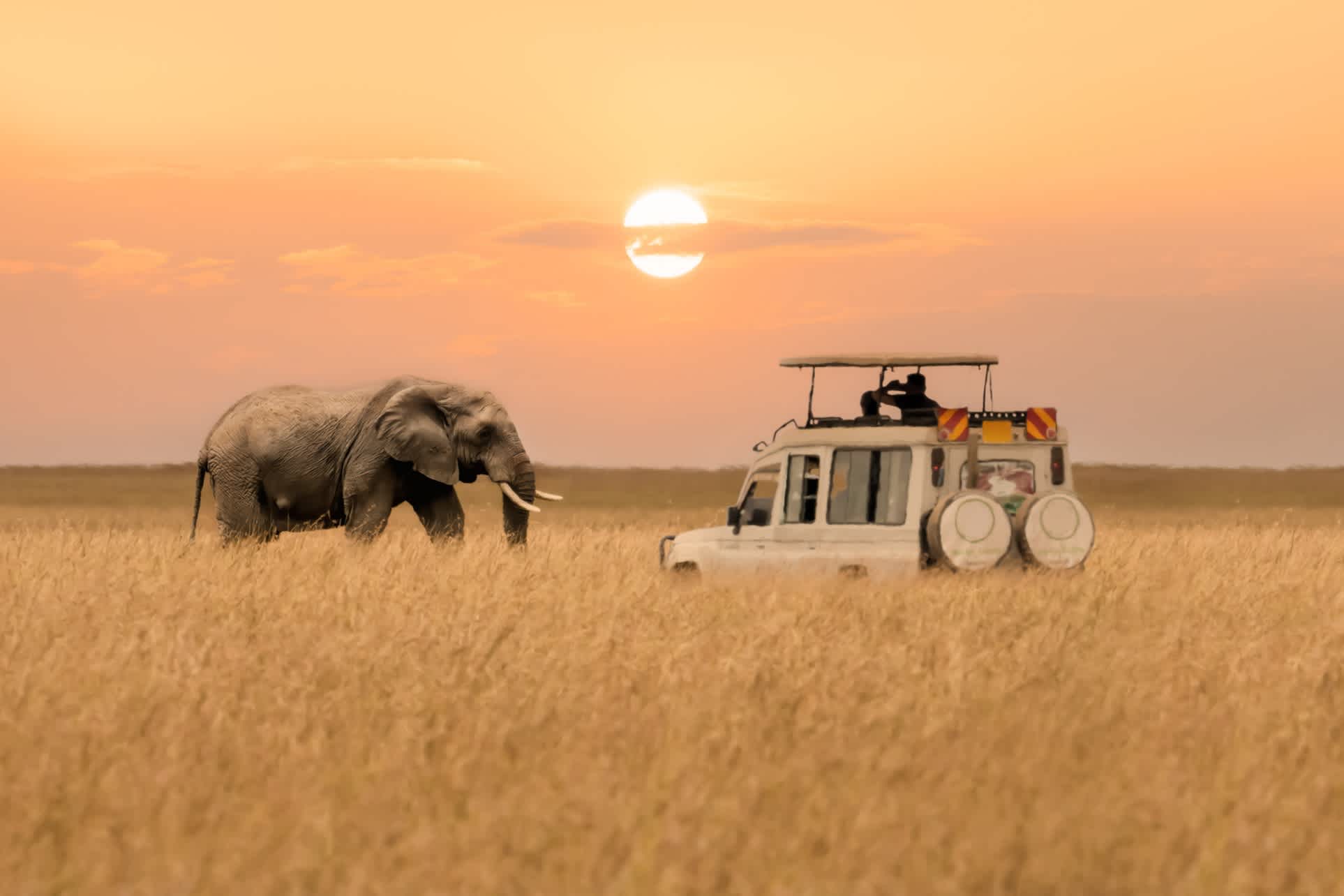 Safari-Jeep und Elefant
