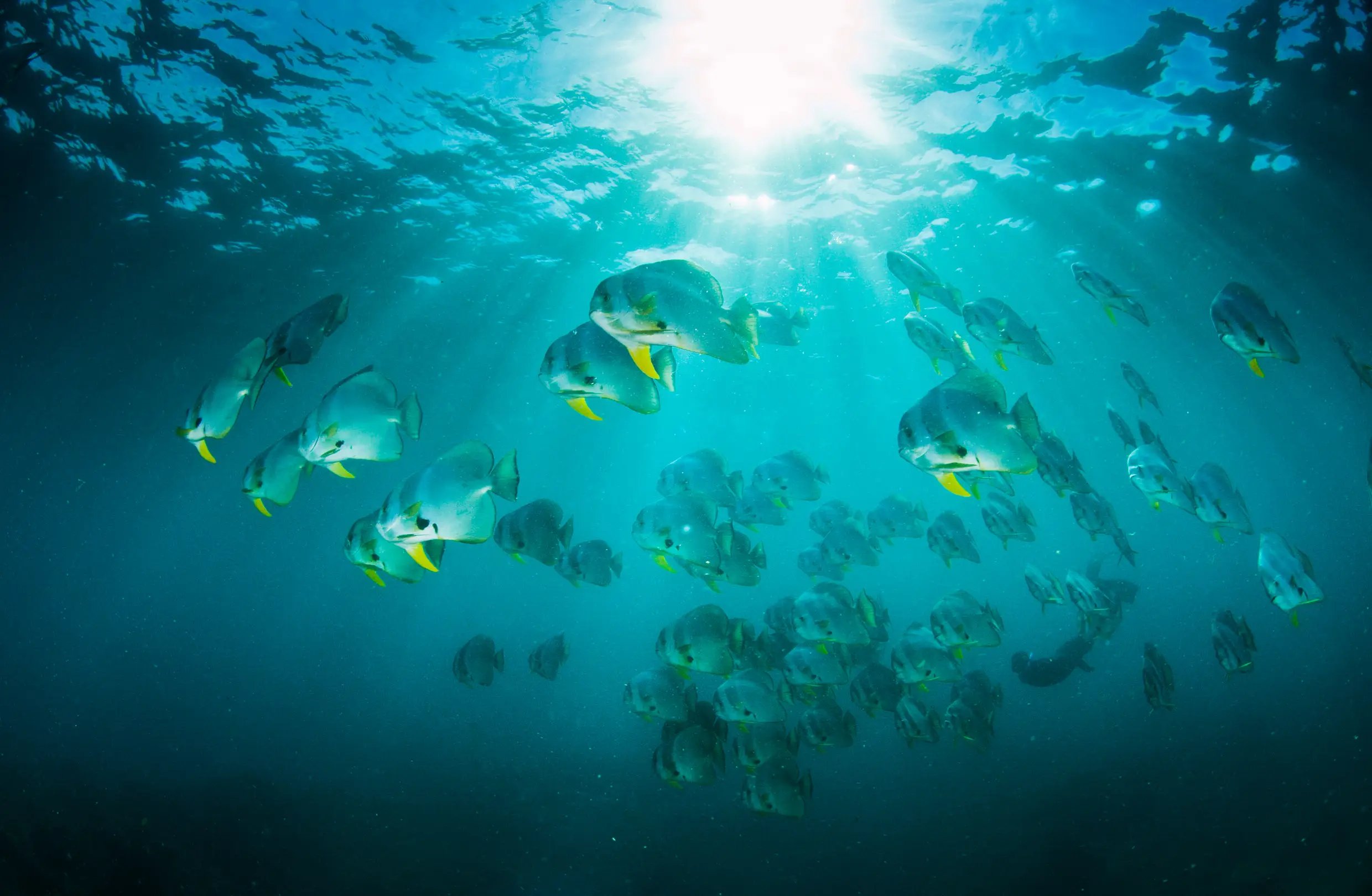 Südafrika, Aliwal Shoal, Fischschwarm Fischschwarm von unten fotografiert