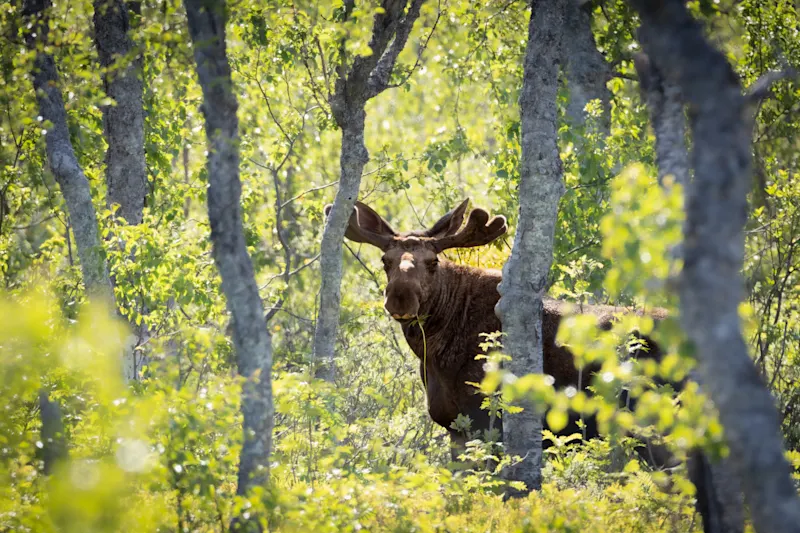 Schweden, Elch, Wapiti, Blick in die Kamera, Elchbulle Schweden, Elch, Wapiti, Blick in die Kamera, Elchbulle