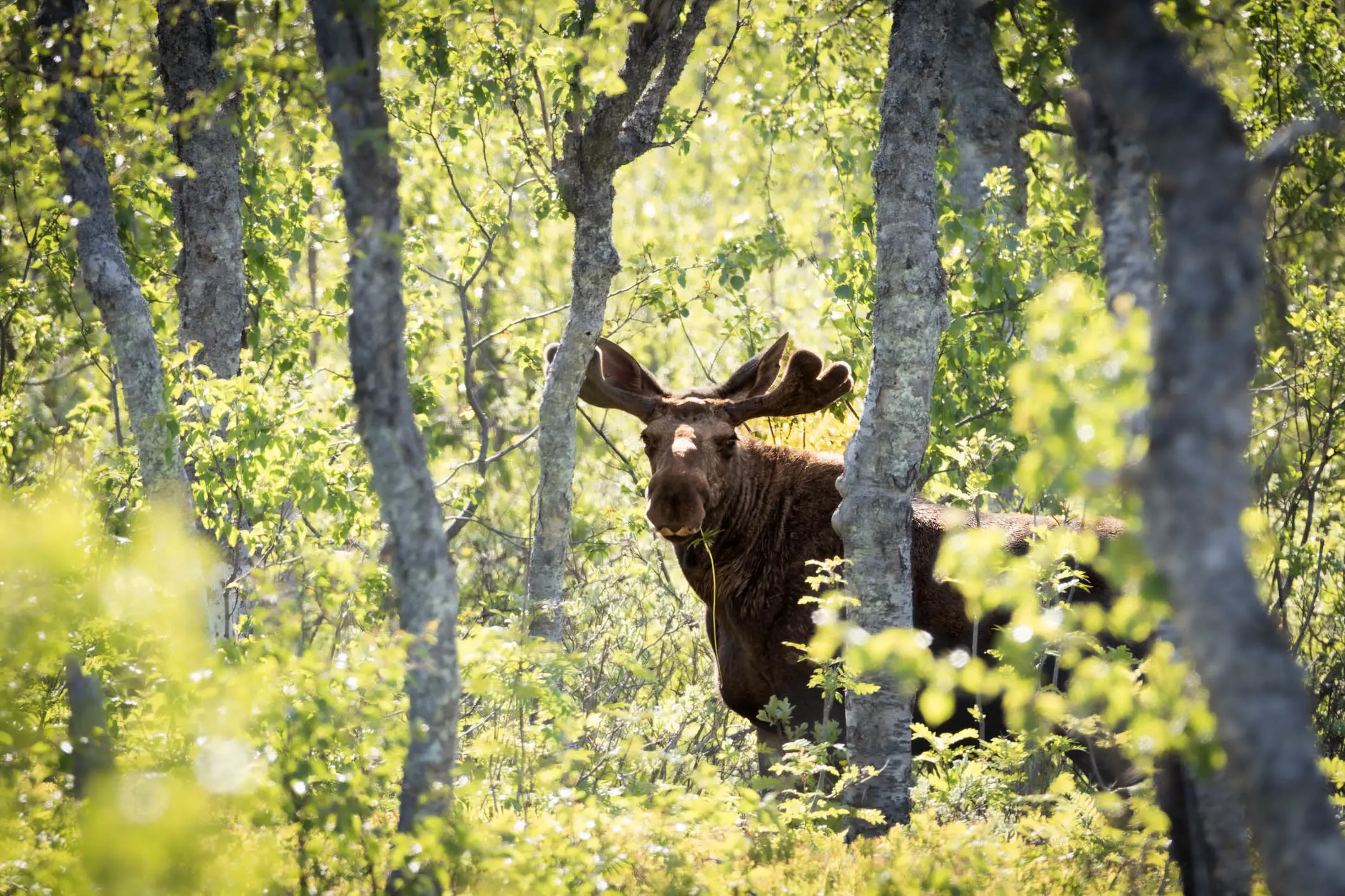 Schweden, Elch, Wapiti, Blick in die Kamera, Elchbulle


