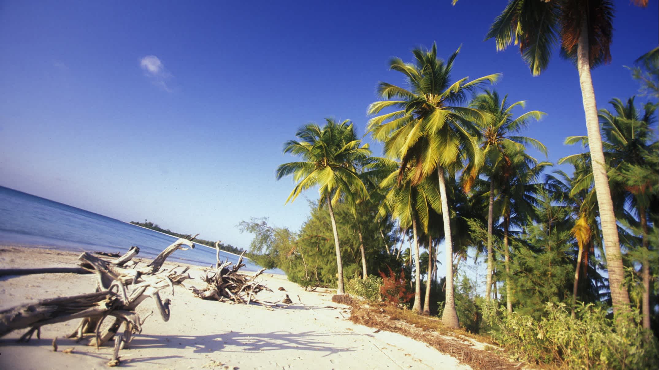 Der Traumstrand von Michamvi an der Chwaka Bay der Ostküste auf der Insel Sansibar, die zu Tansania gehört mit Palmen, angeschwemmten Holzstücken und Palmen. 

