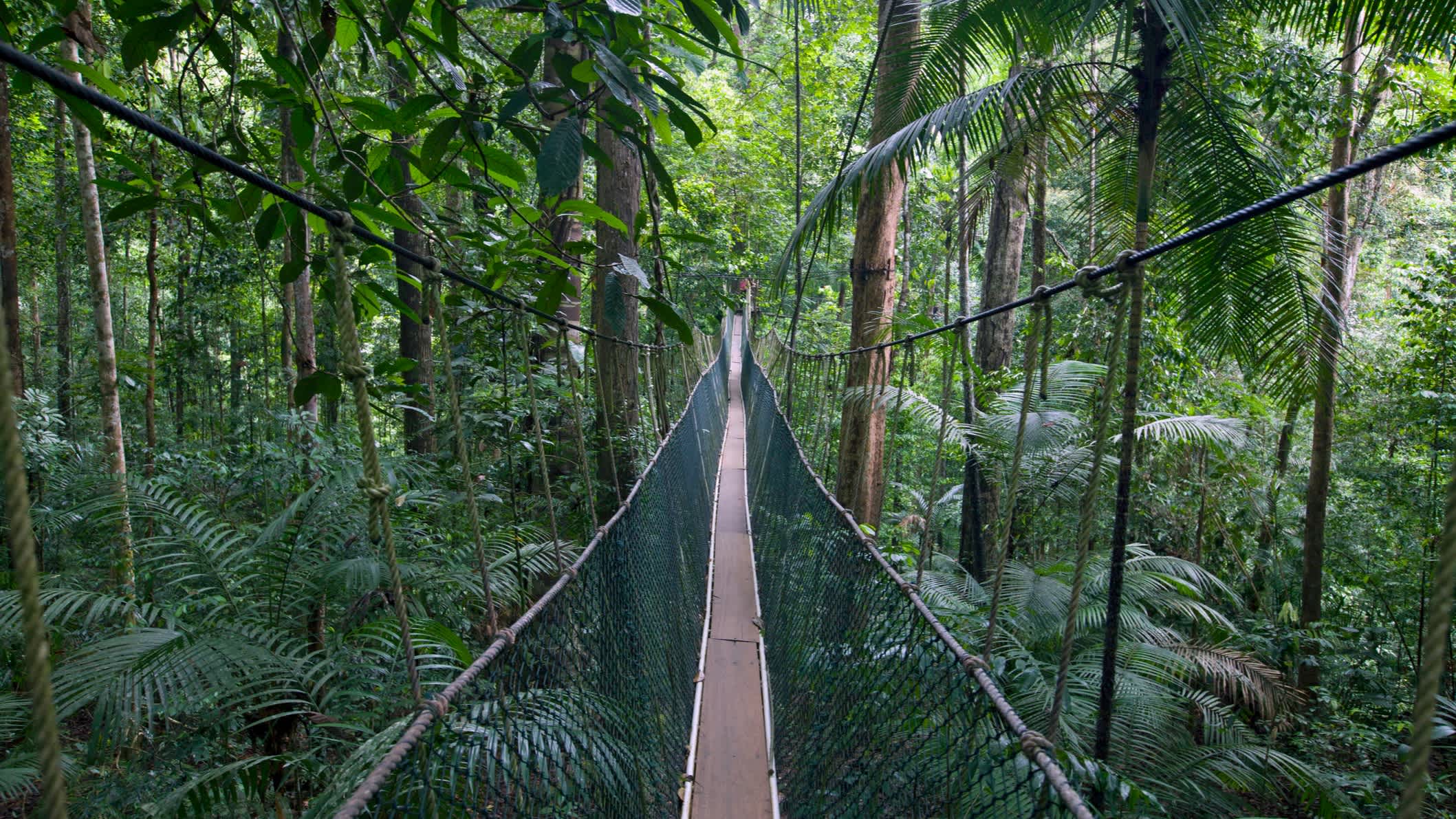 Die Hängebrücke des Canopy Walk im Taman Negara Nationalpark, einem der ältesten tropischen Regenwälder der Welt.
