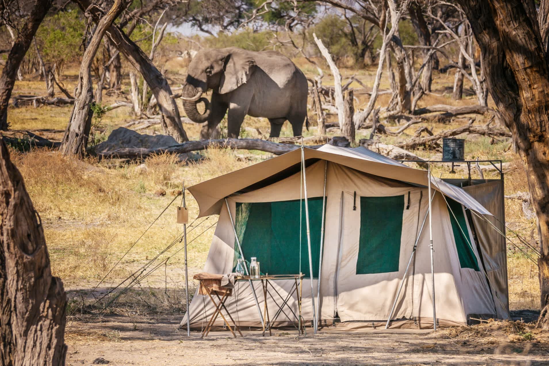 safari botswana en tente