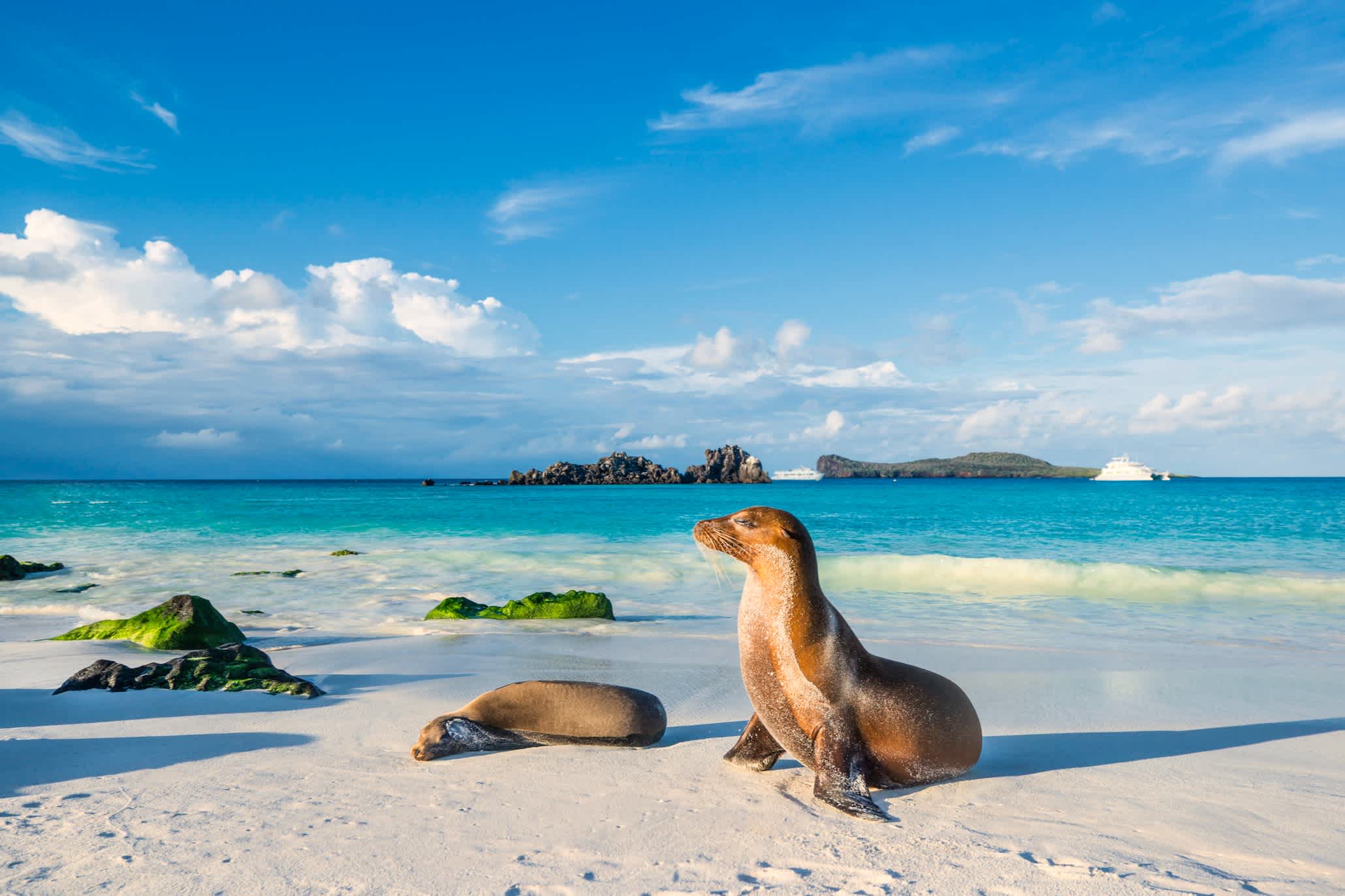 Weißer Sandstrand und blaues Meer sowie Seelöwen im Vordergrund