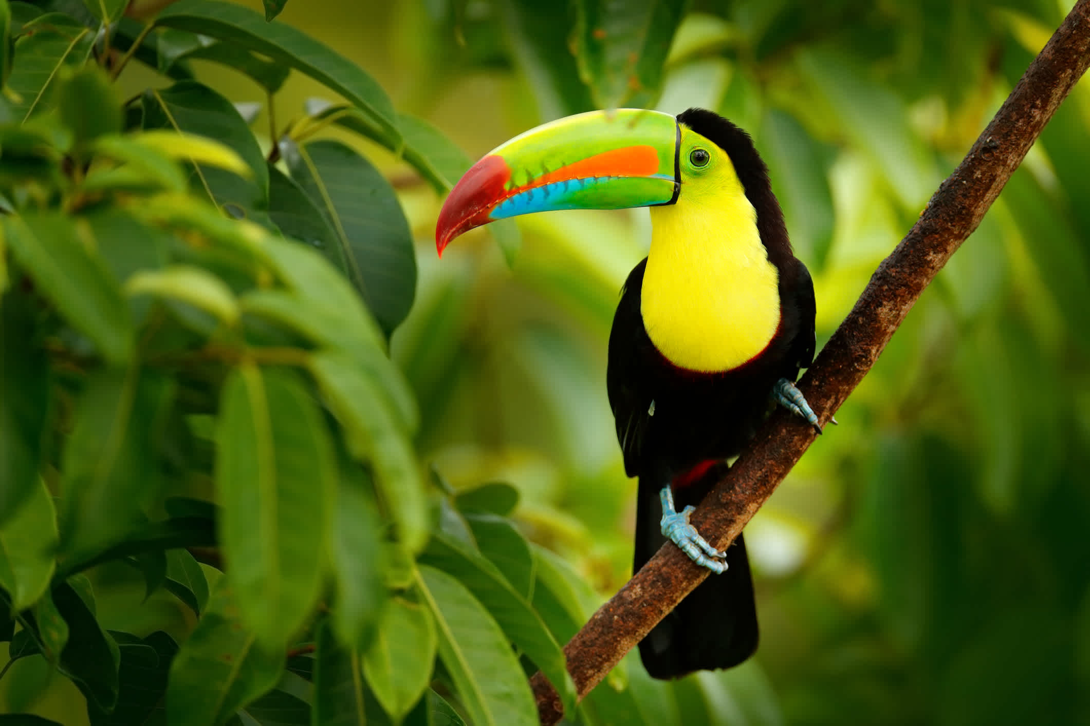 Toucan auf dem Ast im Wald, Boca Tapada, Costa Rica.