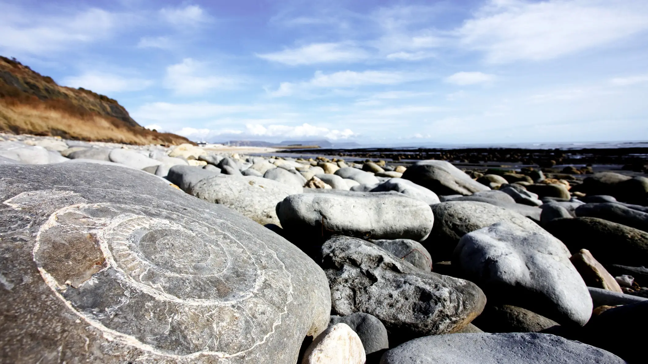 Royaume-Uni Angleterre Lyme Regis Côte Jurassique Grand fossile dans un rocher, Lyme Regis, Angleterre, Royaume-Uni