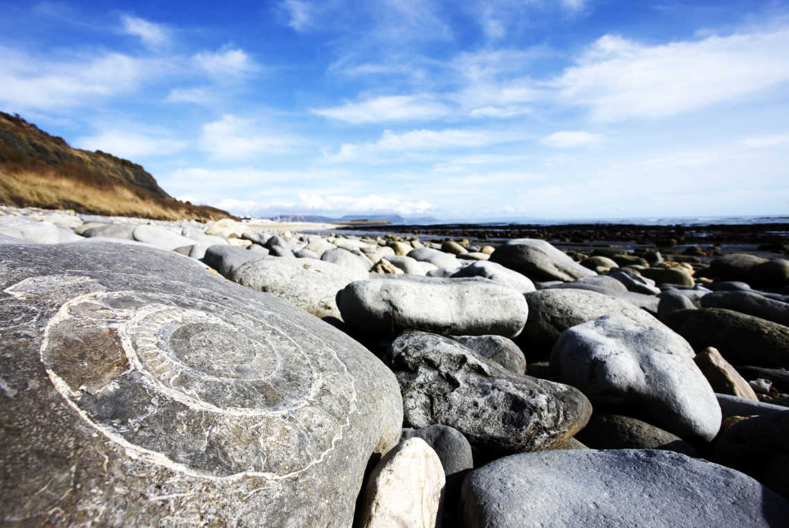 Großes Fossil in einem Felsen, Lyme Regis, UK