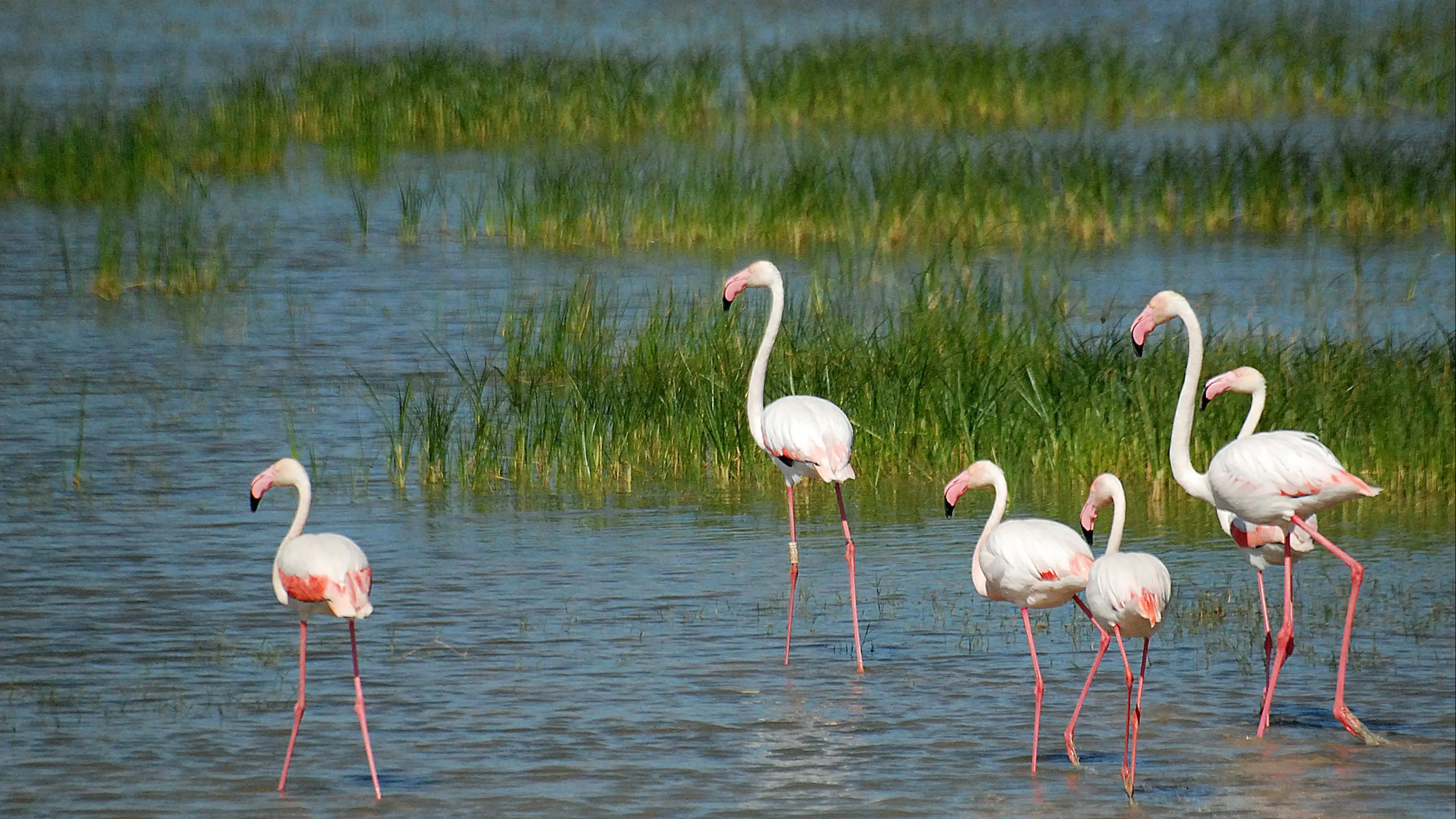Spanien, Andalusien, Nationalpark Donana Gruppe von Flaminingos im Nationalpark Donana, Andalusien, Spanien