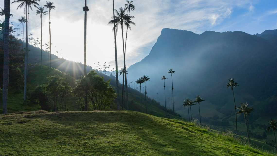 Vallée de Cocora près de Salento en Colombie