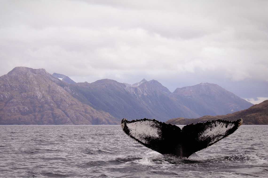 Une baleine dans le détroit de Magellan, au large de la côte sud du chilienne.