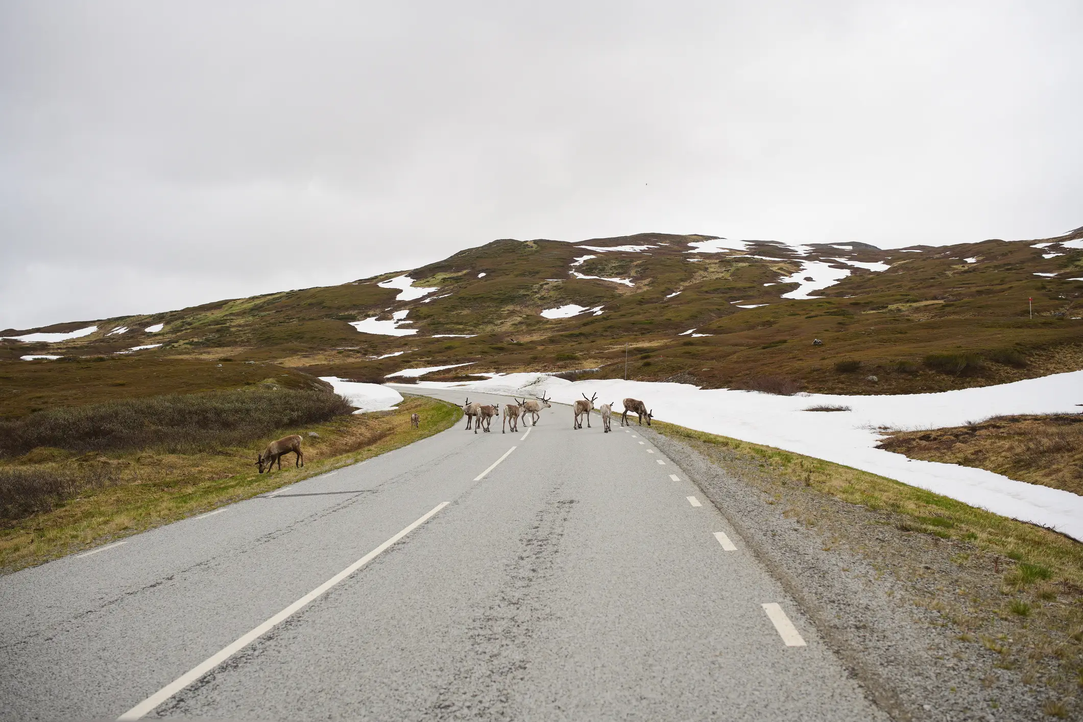 Straßenverkehr, Schweden, Schnee, Rentier, Berg

