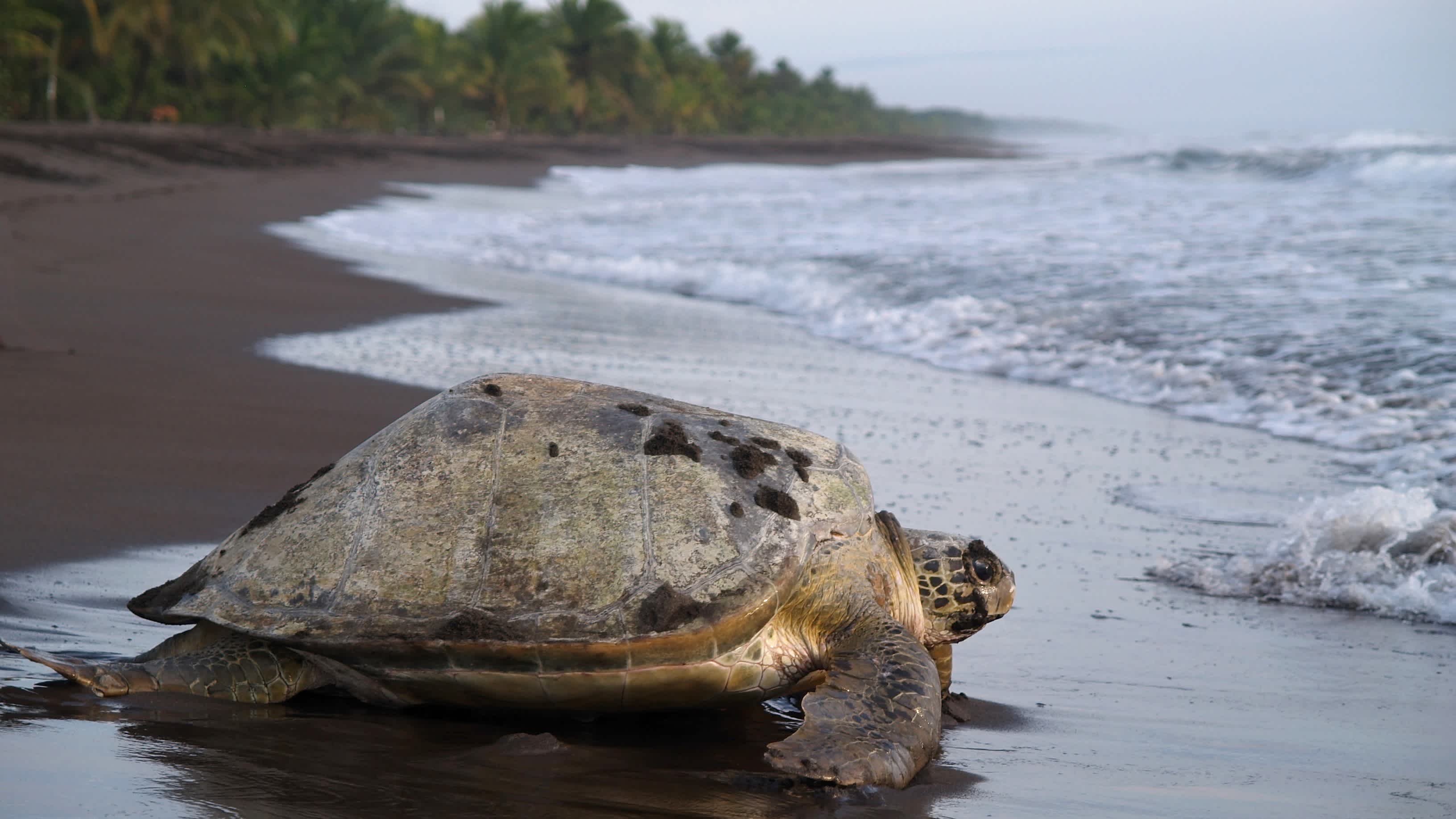 Une tortue de mer creuse le sable pour pondre ses œufs dans le parc national de Tortuguero, au Costa Rica.